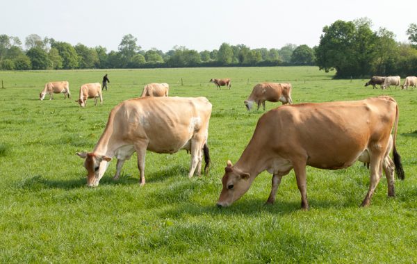 Journée technique – Jersiaise & Nutrition – vendredi 19 Avril à Lacapelle Viescamp (15)