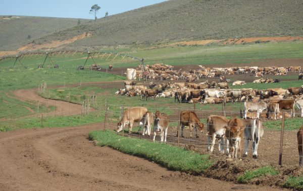 Retour sur le 20e Congrés Mondial Jersiais