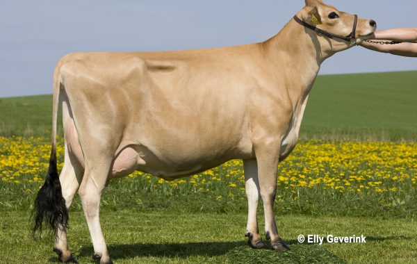 Gamme taureaux : Rappel des disponibilités