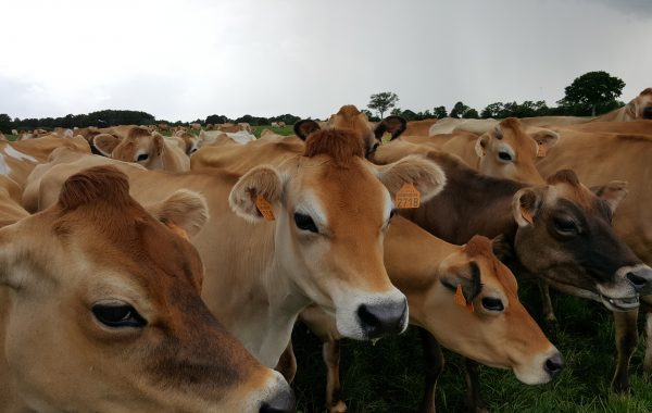 Nouvel indicateur BBR, « Nombre de générations », Préfixe, Enregistrement et statut du Pedigree