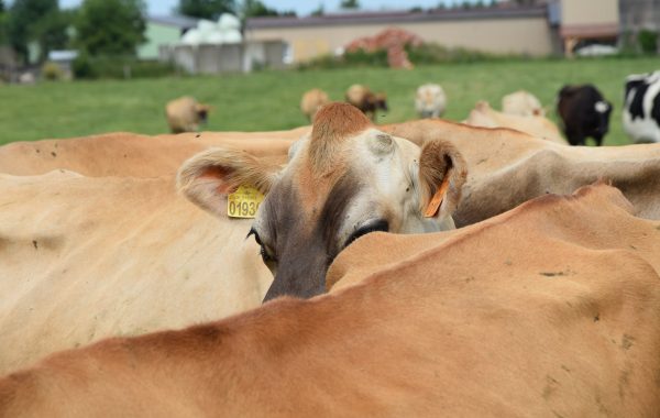 Rapport d’Activités 2017/18